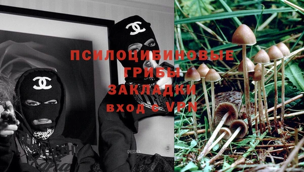 PSILOCYBIN Горно-Алтайск